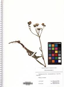 Picris hieracioides L., Eastern Europe, Eastern region (E10) (Russia)