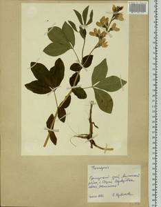 Thermopsis, Siberia, Russian Far East (S6) (Russia)