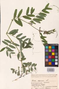 Vicia sepium L., Eastern Europe, Lower Volga region (E9) (Russia)