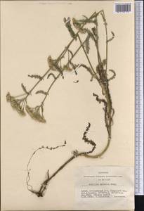 Achillea asiatica Serg., Siberia, Altai & Sayany Mountains (S2) (Russia)