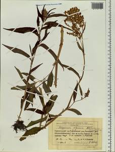 Koenigia alpina (All.) T. M. Schust. & Reveal, Siberia, Central Siberia (S3) (Russia)