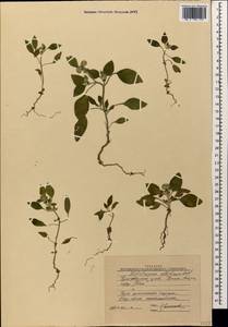 Heliotropium ellipticum Ledeb., Caucasus, Krasnodar Krai & Adygea (K1a) (Russia)