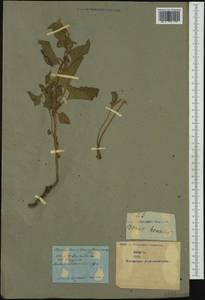 Blitum bonus-henricus (L.) Rchb., Western Europe (EUR) (Not classified)