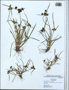 Cyperus fuscus L., Eastern Europe, Central region (E4) (Russia)