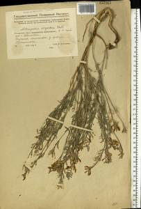 Astragalus varius, Eastern Europe, Eastern region (E10) (Russia)