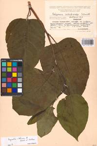 Reynoutria × bohemica Chrtek & Chrtková, Eastern Europe, Moscow region (E4a) (Russia)