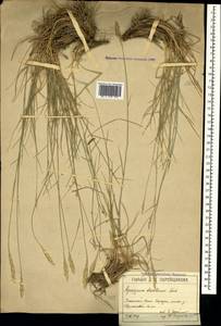 Agropyron desertorum (Fisch. ex Link) Schult., Crimea (KRYM) (Russia)