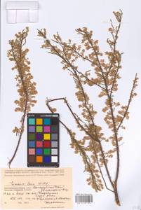Tamarix laxa Willd., Eastern Europe, Lower Volga region (E9) (Russia)