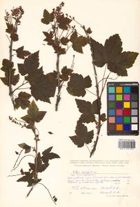 Ribes latifolium Jancz., Siberia, Russian Far East (S6) (Russia)