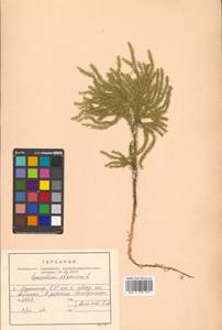 Dendrolycopodium obscurum (L.) A. Haines, Siberia, Russian Far East (S6) (Russia)