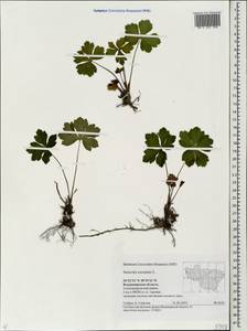 Sanicula europaea L., Eastern Europe, Central region (E4) (Russia)