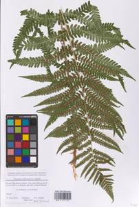 Dryopteris filix-mas (L.) Schott, Eastern Europe, Moscow region (E4a) (Russia)