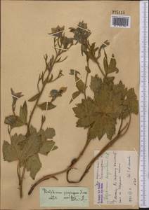 Delphinium propinquum Nevski, Middle Asia, Western Tian Shan & Karatau (M3) (Kazakhstan)