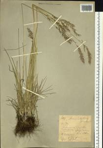 Helictochloa hookeri (Scribn.) Romero Zarco, Siberia, Western (Kazakhstan) Altai Mountains (S2a) (Kazakhstan)