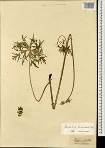 Aconitum barbatum Patrin ex Pers., Mongolia (MONG) (Mongolia)