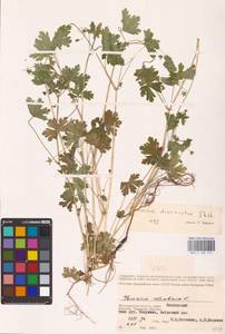 Geranium divaricatum Ehrh., Eastern Europe, Lower Volga region (E9) (Russia)