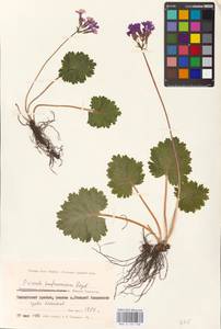 Primula kaufmanniana Regel, Middle Asia, Middle Asia (no precise locality) (M0)