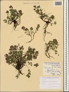 Thymus nummularius M.Bieb., Caucasus, North Ossetia, Ingushetia & Chechnya (K1c) (Russia)