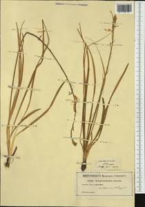 Anthericum liliago L., Western Europe (EUR) (Not classified)