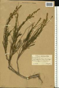 Artemisia salsoloides Willd., Eastern Europe, Lower Volga region (E9) (Russia)