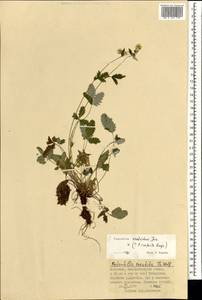 Potentilla crebridens Juz., Mongolia (MONG) (Mongolia)