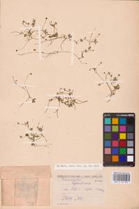 Ranunculus hyperboreus Rottb., Eastern Europe, Northern region (E1) (Russia)