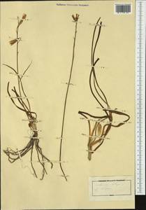 Anthericum liliago L., Western Europe (EUR) (Italy)