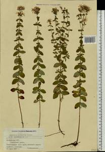 Hypericum maculatum, Eastern Europe, Latvia (E2b) (Latvia)