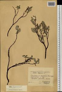 Salix lapponum L., Siberia, Western Siberia (S1) (Russia)