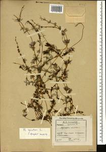 Myriophyllum spicatum L., Caucasus, Georgia (K4) (Georgia)