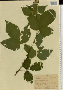 Rubus sulcatus Vest, Eastern Europe, West Ukrainian region (E13) (Ukraine)