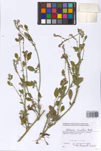 Heliotropium suaveolens M. Bieb., Eastern Europe, South Ukrainian region (E12) (Ukraine)