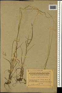 Piptatherum holciforme (M.Bieb.) Roem. & Schult., Caucasus, Armenia (K5) (Armenia)
