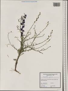 Delphinium ajacis L., Western Europe (EUR) (Portugal)