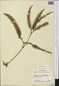 Sticherus bifidus (Willd.) Ching, America (AMER) (Costa Rica)