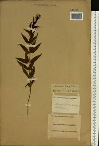 Veronica longifolia L., Eastern Europe, Lower Volga region (E9) (Russia)