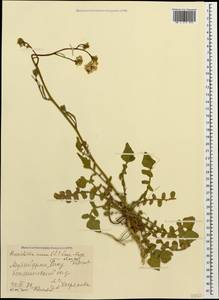 Hirschfeldia incana (L.) Lagr.-Foss., Caucasus, Azerbaijan (K6) (Azerbaijan)