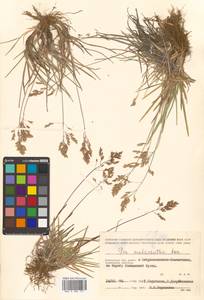 Poa lanata Scribn. & Merr., Siberia, Chukotka & Kamchatka (S7) (Russia)