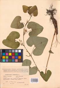 Aristolochia clematitis L., Eastern Europe, Central region (E4) (Russia)