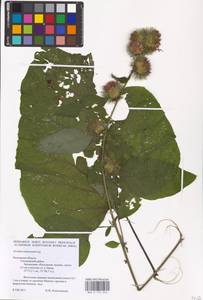 Arctium nemorosum Lej., Eastern Europe, Central region (E4) (Russia)