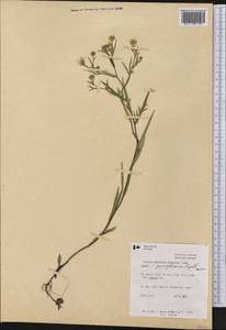 Symphyotrichum boreale (Torr. & A. Gray) Á. Löve & D. Löve, America (AMER) (Canada)