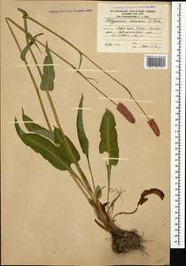 Bistorta carnea (K. Koch) Kom., Caucasus, South Ossetia (K4b) (South Ossetia)