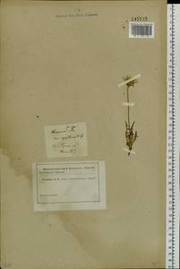 Crepis crocea (Lam.) Babc., Siberia, Baikal & Transbaikal region (S4) (Russia)