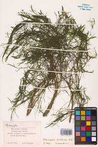 Potamogeton berchtoldii Fieber, Eastern Europe, Central region (E4) (Russia)