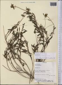 Centratherum confertum K. Kirkman, America (AMER) (Paraguay)