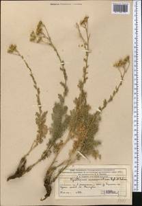 Tanacetopsis mucronata (Regel & Schmalh.) Kovalevsk., Middle Asia, Western Tian Shan & Karatau (M3) (Kazakhstan)