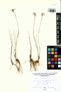 Allium tenuissimum L., Siberia, Baikal & Transbaikal region (S4) (Russia)