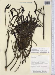 Phoradendron liga (Gillies ex Hook. & Arn.) Eichl., America (AMER) (Paraguay)