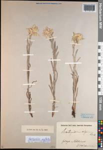 Leontopodium conglobatum (Turcz.) Hand.-Mazz., Siberia, Baikal & Transbaikal region (S4) (Russia)