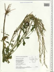 Barbarea stricta Andrz., Eastern Europe, Central region (E4) (Russia)